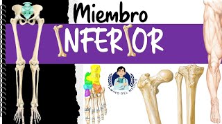 Miembro Inferior ‐ Fácil y didáctico [upl. by Enelyak337]