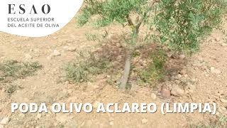 Poda olivo de aclareo limpia y formación de plantones jóvenes en mayo [upl. by Olwen]