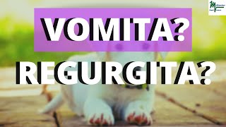 Mi perro vomita o regurgita Diferencias entre vómito y regurgitación en perros [upl. by Aiza]