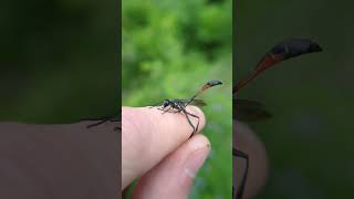 Ammophila procera Dahlbom nature animals donttryathome [upl. by Mitch]