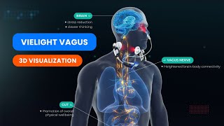 Vielight Vagus  3D Visualization  Vagal Photobiomodulation [upl. by Dex572]