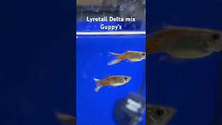 Lyretail Delta Guppy Mix fish guppy guppfish [upl. by Lindi]