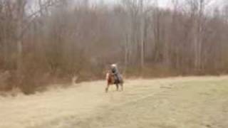 Quarter Pony vs Quarter Horse western and english [upl. by Tawnya]