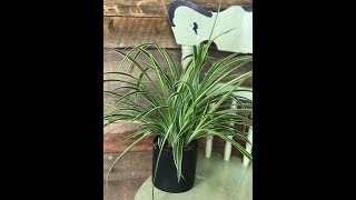 Guide dentretien pour Plante araignée  Chlorophytum [upl. by Keyes167]