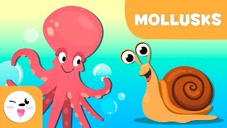 Mollusks for kids  Invertebrate animals  Science for kids [upl. by Yaffit]