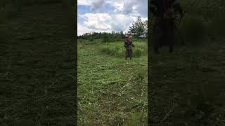 Quick mowing of tall grass🎋landscape stihl husqvarna garden grass mowing [upl. by Tamera]