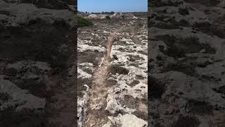 Graham Hancock covered these 3000bc cart tracks in the landscape in Malta grahamhancock [upl. by Zack]