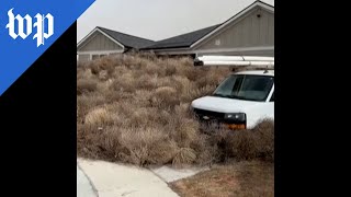 Tumblemageddon Tumbleweeds invade Nevada Utah towns [upl. by Dnomsad404]