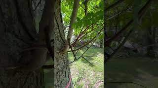 Gleditsia triacanthos Honey Locust with its natural thorns [upl. by Pelagias]