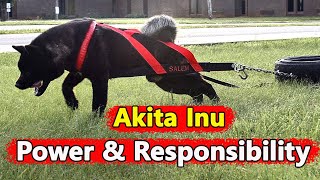 Akita Inu A Powerful Breed That Requires Responsible Handling [upl. by Hinman]