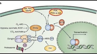 Hypoxia Inducible factor 1 HIF1 pathway  Cancer metabolism  Hallmarks of cancer explained [upl. by Willy]