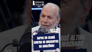 ZÉ ALTINO E OS SAPOS DE SOBRAL 🐸👀 amazonas amazonia sapos malaria dengue ceará shortvideo [upl. by Eadrahs106]