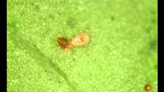 Predatory Mite Neoseiulus Predatory Mite Takes on Damaging Spider Mites [upl. by Lledyr]