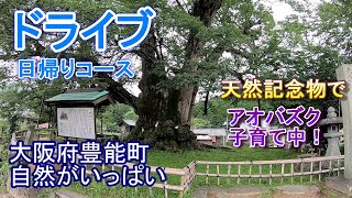 【大阪府能勢町ドライブ】野間の大けやきで子育て中なのは？避暑地のテラス席カフェ [upl. by Glassman]