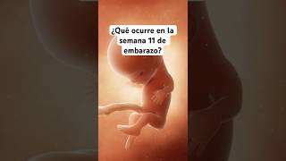 🤔 ¿Qué ocurre en la semana 11 de embarazo 🤰 Síntomas y desarrollo del bebé [upl. by Kevyn]