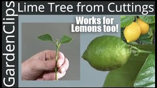 How to Grow Lime Trees from Clippings  Easy fast way to grow Lime Trees amp Lemon Trees from Cuttings [upl. by Middle660]