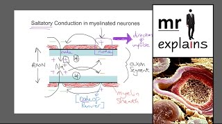 mr i explains Saltatory conduction in myelinated neurones [upl. by Idnem]