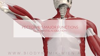 Pectoralis Major Functions Horizontal Adduction 3D Animation [upl. by Aramen]