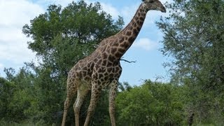 Giraffe  Kruger Park [upl. by Aicirtan93]