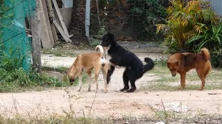 Cool Season In Rural Village Tibetan Terrie Dog Vs Norwich Terrier Dog Request love on the street [upl. by Bamberger]