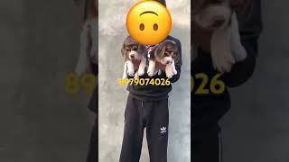 Beagle puppy For sale Noida Dehradun Lucknow Delhi Roorkee Agra Haridwar Bijnor Moradabad Gaya [upl. by Avilla]