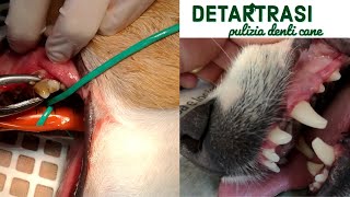 Pulizia dei denti😬 del cane la detartrasi [upl. by Alyss842]