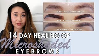 MICROSHADED EYEBROWS 2019  14 DAY HEALING IN PICTURES  MICROSHADING VS MICROBLADING EYEBROWS [upl. by Zarihs660]