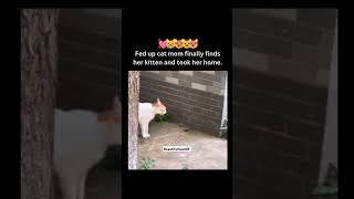 POV Fed up Cat Mom finally found her Kitten 😸 🥹😂❤️🧿streetdog shorts cat love [upl. by Suneya424]