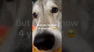 Losing my baby features 🥹 dog doglover dogs pets cute trending funnyvideo funny shorts [upl. by Margarethe]