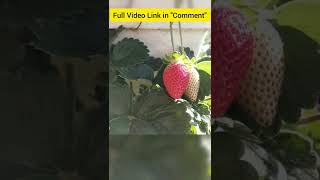 Strawberry 🍓 Farm  Mahabaleshwar Family Picnic Full Video link in quotCommentquot [upl. by Aiekram210]