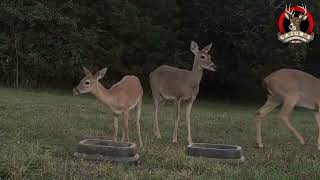 Deer Love Deer Candy DeerLoveDeerCandy  Cajuns Live Deer Cam 2024 [upl. by Coulter]