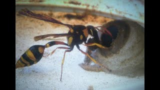 Golden Potter WaspCarrying a caterpillar and put it inside the mud nest රන් කුඹලා පණුවෙක් ගෙනල්ල [upl. by Moriah389]