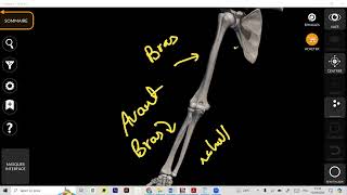 Ostéologie humérus part 1 عظمة العضد [upl. by Palladin]