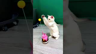 Cat cute child funny video beach music travel love deshivlog edm [upl. by Yale]