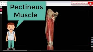 Pectineus Muscle Anatomy 3D Tutorial  Pectineus Actions  Attachments  nerves [upl. by Alyahs]