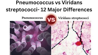 Pneumococcus vs Viridans streptococci 12 Major Differences [upl. by Hearn]