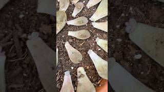 Propagation Update Graptopetalum Purple Delight 🪴 succulents propagatesuculentas [upl. by Hamnet]