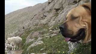 Boerboels on Mount Evans [upl. by Offen]