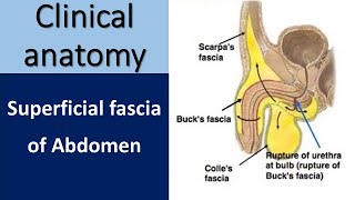 Superficial Fascia of the Abdomen  Clinical Anatomy Insights [upl. by Ailla]