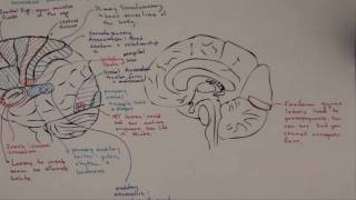 Part 3 Functional Brain Areas [upl. by Emanuela]