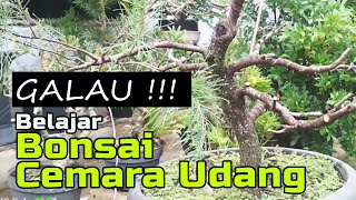 Belajar Membuat Bonsai Cemara Udang Pemula [upl. by Tobiah582]