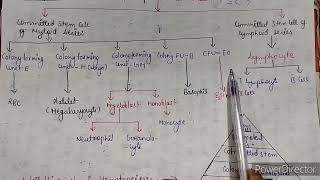 HematopoiesisFormationofbloodcellsblood [upl. by Fontana147]