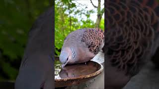 The fat bird rose to drink water waterbirds waterbird nature waterfowl wildlife [upl. by Bethezel]