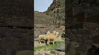 Cute Alpacas in Ollantaytambo Peru alpaca incas ollantaytambo archaeology history peru [upl. by Denys]