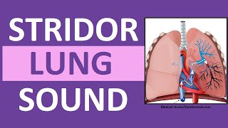 Stridor Sound Breathing Sounds Abnormal Lung Sounds [upl. by Ahsieket]