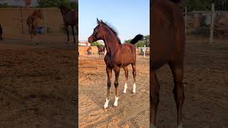 New Arabian Stallion Horse Pro horse arabian horses shorts viralshorts youtubeshorts [upl. by Celie]