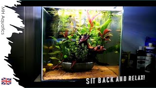 10 gallon IKEBANA Nano AQUARIUM  Relaxing Fish Tank [upl. by Ydnagrub]