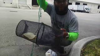 Catching FISH in SEWER With Fish Trap [upl. by Aronle]