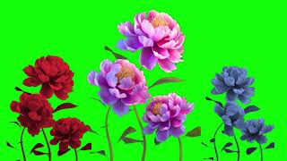 Flower growing green screen video 4k [upl. by Hartmann]