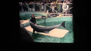 Miami Seaquarium 1960s Monorail Dolphin show Flippy Sparkle [upl. by Guendolen121]